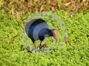 Purple swamphen