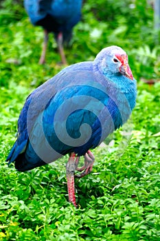 Purple Swamphen