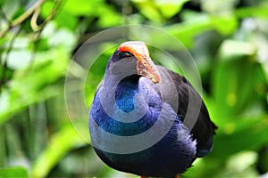Purple Swamphen the Big MandarÂ bird photo