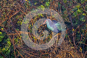 Purple Swamphen In A Bush