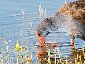 Purple Swamphen Feeding