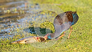 Purple Swamphen Feeding on a Carp