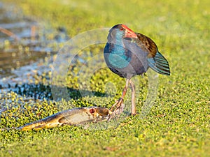 Purple Swamphen Feeding on a Carp