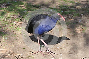 Purple swamphen with his long toes