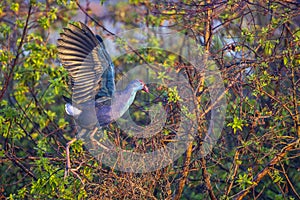 Purple Swamphen Hoping From Branch To Branch photo