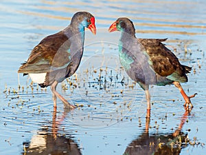 Purple Swamphen Interaction