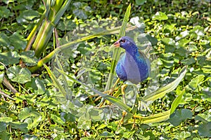 Purple Swamphen In Its Habitat