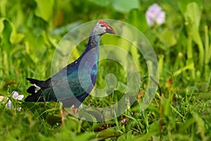 Purple Swamphen, Porphyrio porphyrio, in the nature green march habitat in Sri Lanka. Rare blue bird with red head in the water gr