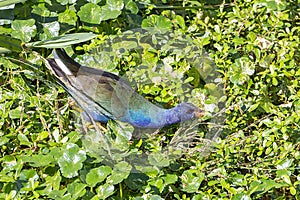 Purple Swamphen Stalking Its Prey