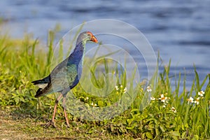 Purple Swamphen Standing By Water\'s Edge