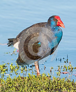 Purple Swamphen Wading