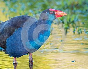 Purple Swamphen in Western Australia