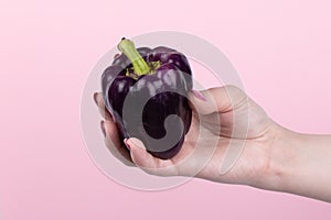 Purple sweet bell pepper in hand on a pink background