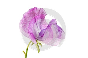 Purple sweet pea flower