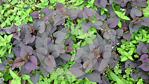 Purple sweet potato leaves grow in the grass