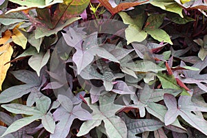 Purple sweet potato vine background texture