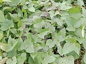 Purple sweet potato vinesï¿¼