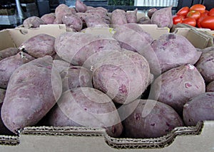 Purple sweet potatoes / Dioscorea alata in carton boxes.