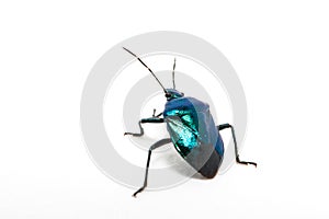 Purple Swollen-legged Beetle