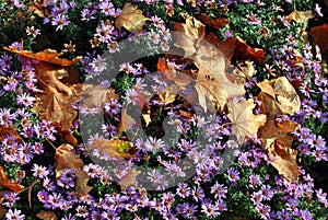 Purple symphyotrichum novi-belgii New York aster and rotten yellow maple leaves on it