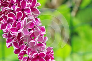 Purple Syringa lilac flowers. A branch of blossoming red syringa vulgaris.Flowers of Syringa lilac in summer time