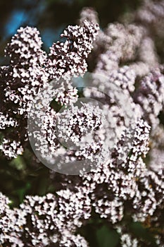 purple syringa lilac flowers on branch in early spring