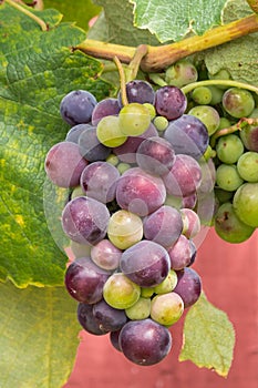 Purple table grapes ripening on grapevine in organic vineyard