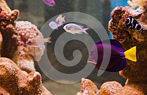 Purple tang fish photo