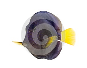 Purple tang, Zebrasoma xanthurum, isolated