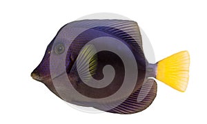 Purple tang, Zebrasoma xanthurum, isolated