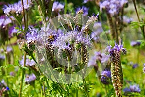 Purple tansy, Phacelia tanacetifolia