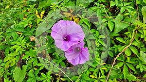 purple taro plant