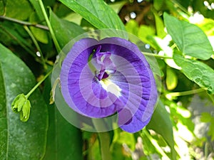 The beautiful purple butterfly pea flower photo