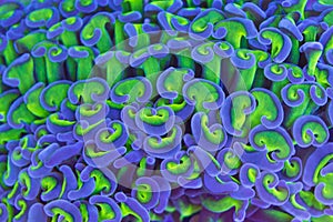Purple tentacle Hammer Coral