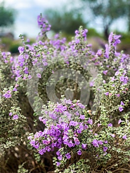 Purple Texas Barometer Bush or Texas Sage