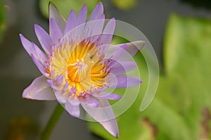 Purple thai lotus with bug