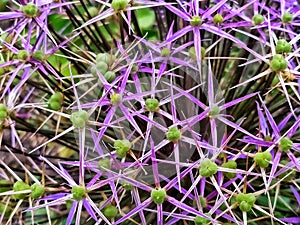 purple thistle