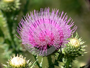 Purple thistle