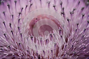 Purple thistle bloom for nature background or abst