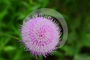 Purple Thistle Bloom