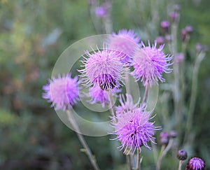 Purple Thistle Blooms in Estes Park, Colorado.