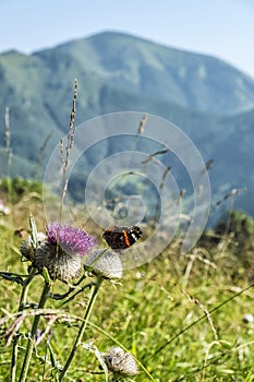 Fialový bodliak s motýľom, Veľká Fatra, Slovensko