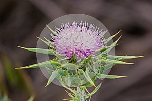 Purple thistle on a dark background, California