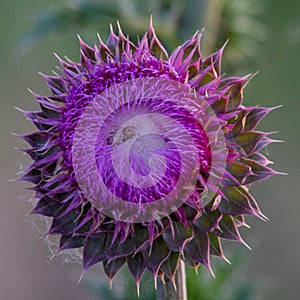 Purple thistle in a field