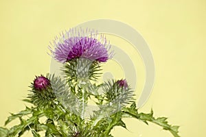 Purple thistle flower