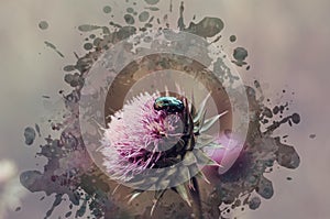 Purple thistle flower with beetle. A green mother-of-pearl beetl