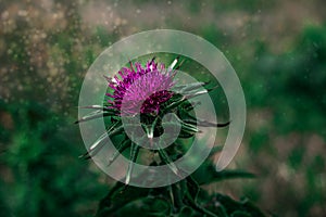 Purple thistle flower in close-up against a green meadow on a sunny spring day