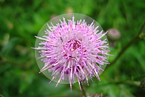 Purple Thistle flower closeup on green background.