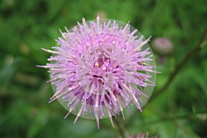 Purple Thistle flower closeup on green background.