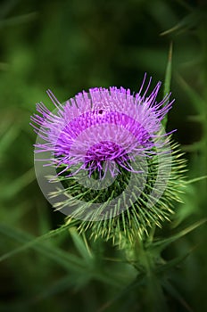 Purple thistle flower closeup. Wildflower or weed